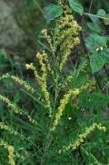 Artemisia campestris <br> (miguel angel delgado rodriguez)